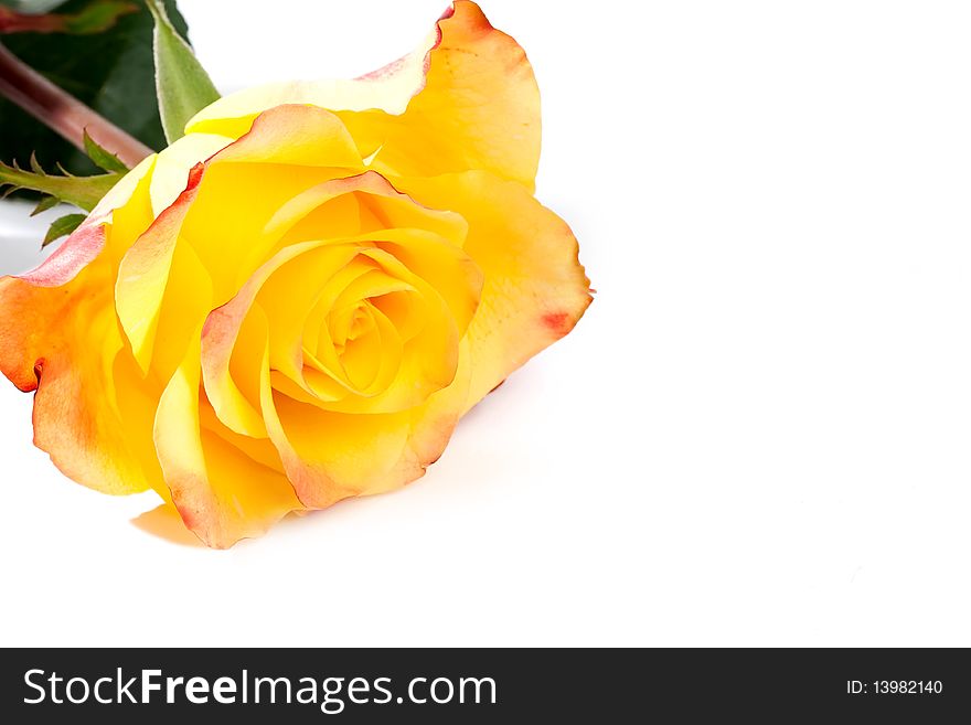 Close up of yellow rose on white background