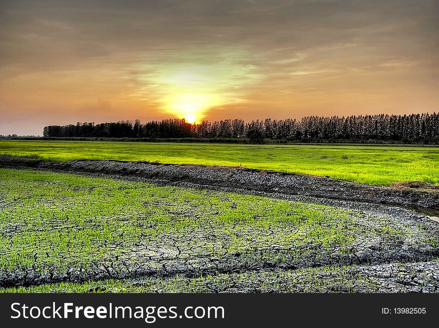 Dry rice fields in Thailand.