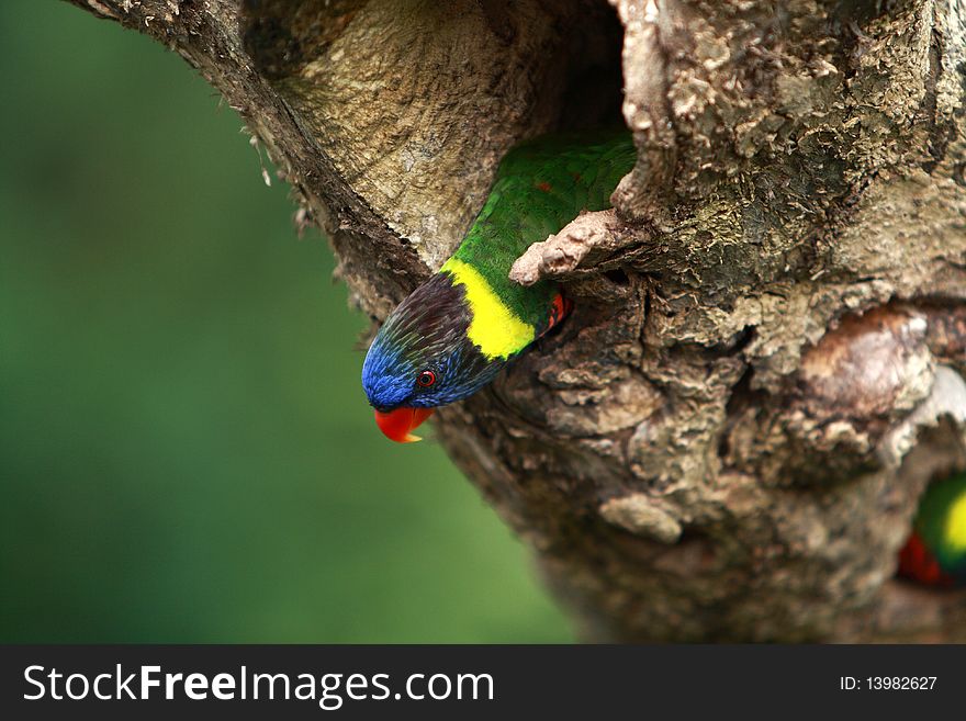 Rainbow Lorikeet,West Australia