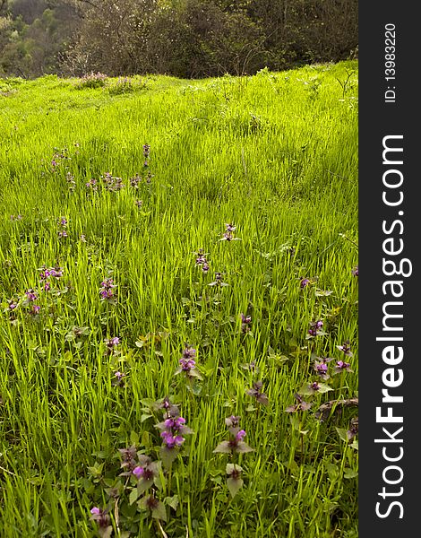 Spring field with green grass. Spring field with green grass