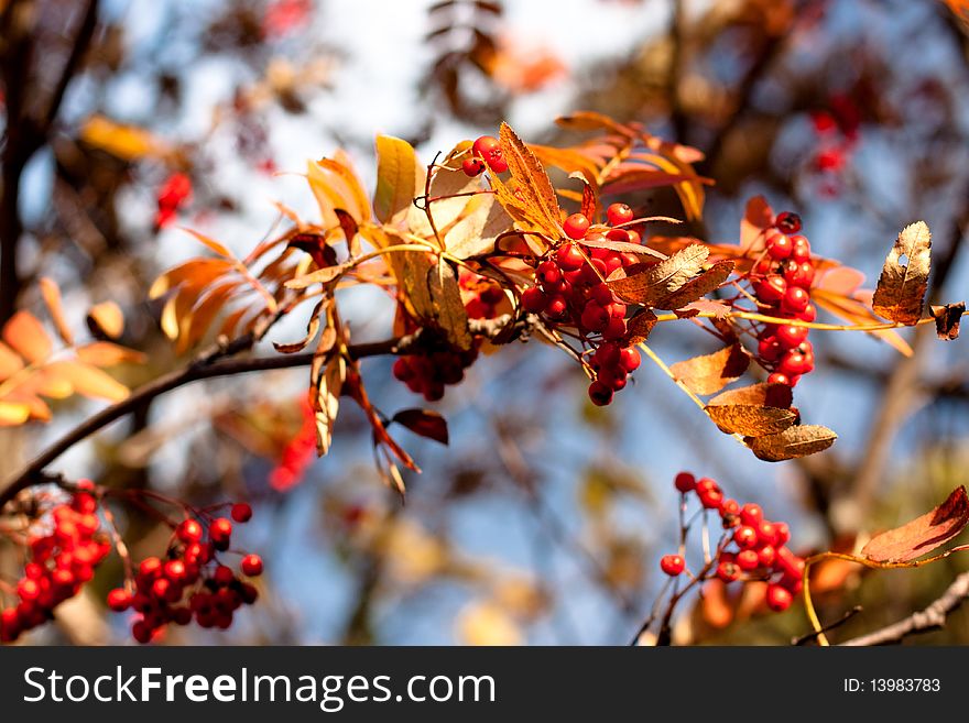 Golen fall leaves and red ashberrys. Golen fall leaves and red ashberrys