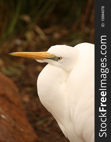 Head of an egret, with blurred background