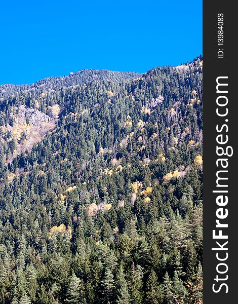 Yellow trees in the green forest. Yellow trees in the green forest