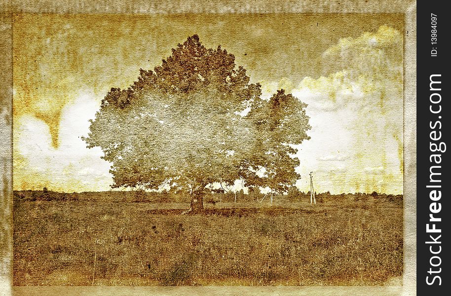 Oak on field on aging photography