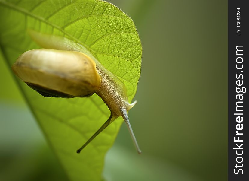 A divertive snail on leaf.