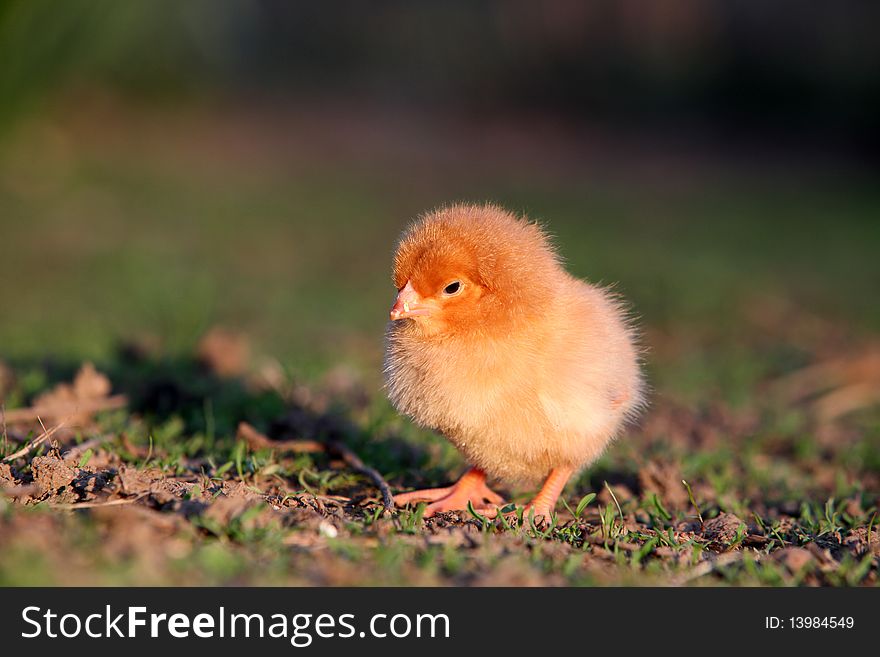 Small yellow Chicken in nature