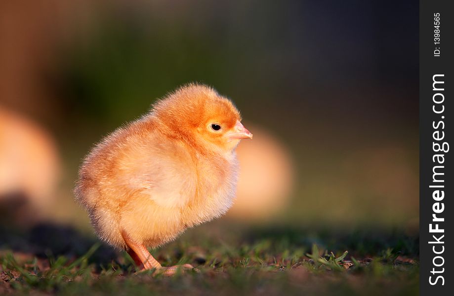 Small chicken in the nature