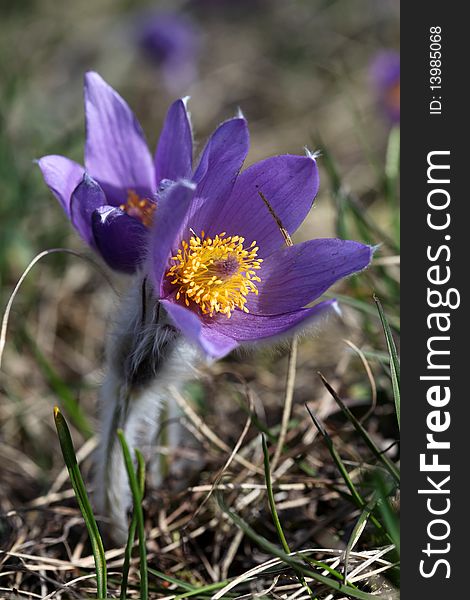 Spring flowers of Pulsatilla