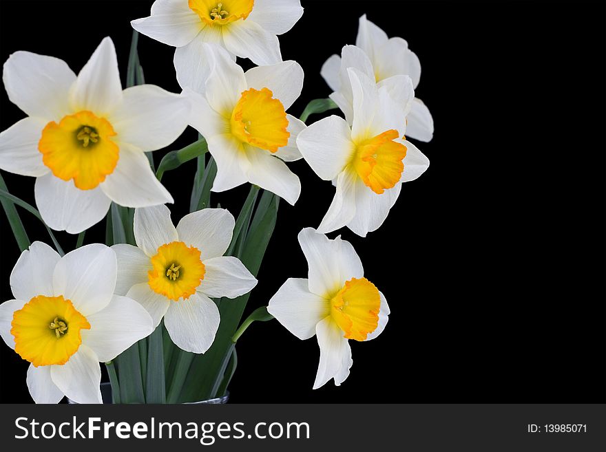 Beautiful springtime narcissus isolated on a black background