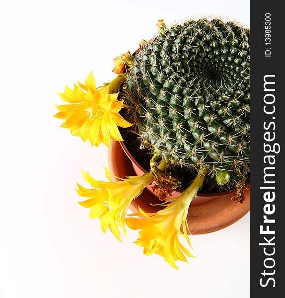 Blooming cactus plant with yellow flowers on white background