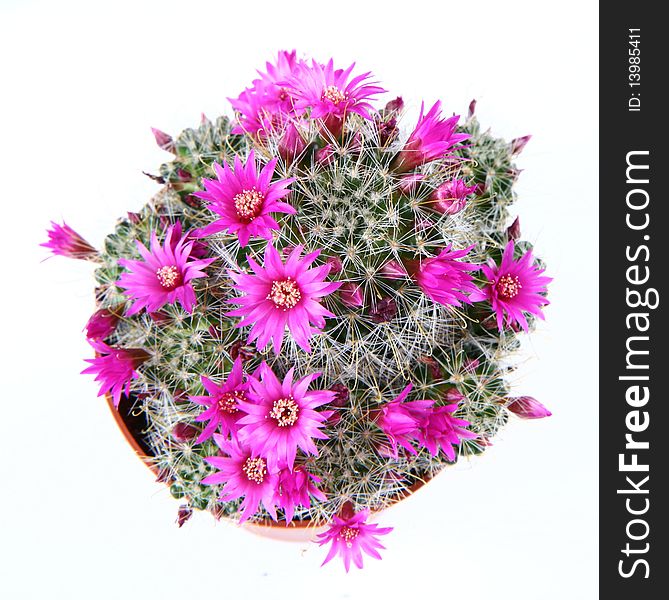 Blooming cactus plant with pink flowers on white background
