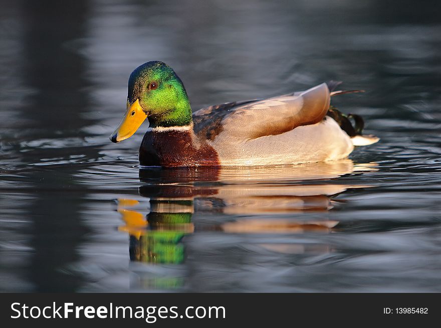 Duck - male on the water