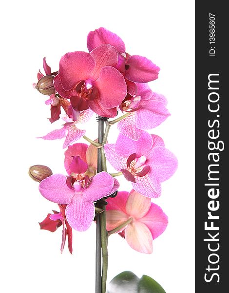 Pink orchid flowers bloomning on white background