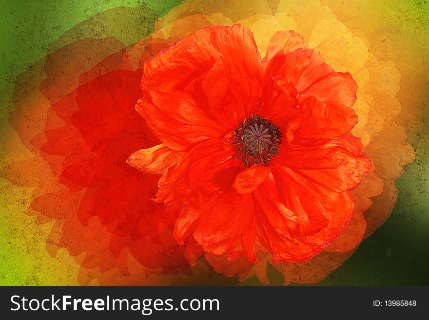 Stylized floral picture - orange canary creeper. Stylized floral picture - orange canary creeper