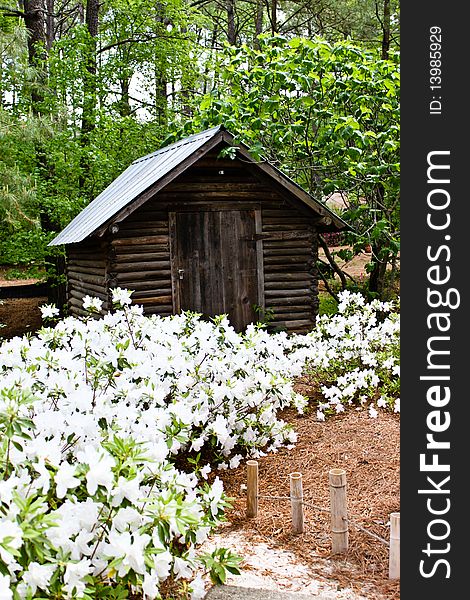 Old, wooden shed made of logs with white Azalea bushes in the foreground. Old, wooden shed made of logs with white Azalea bushes in the foreground