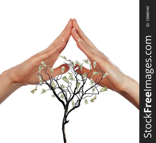 Hands and money tree - a symbol of investment in the future