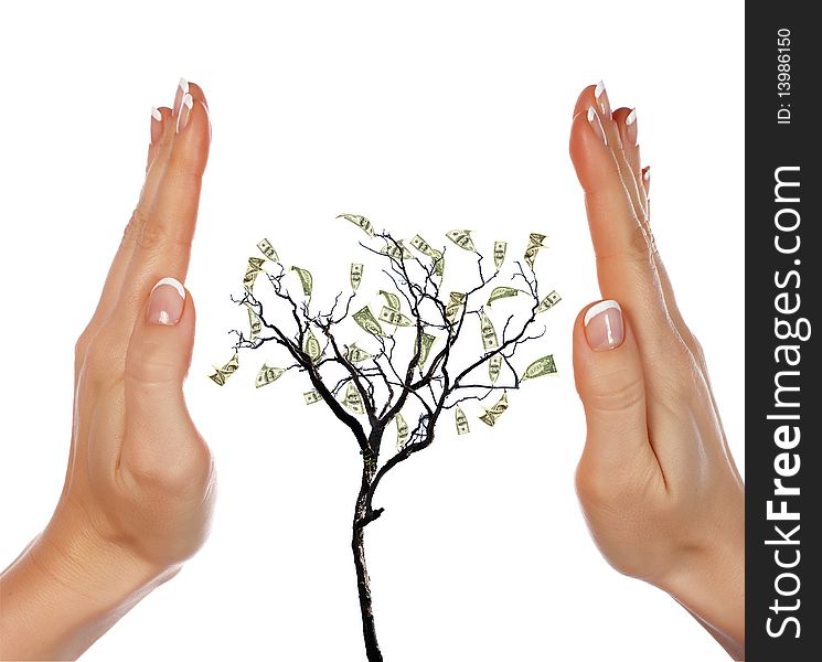 Hands and Money Tree