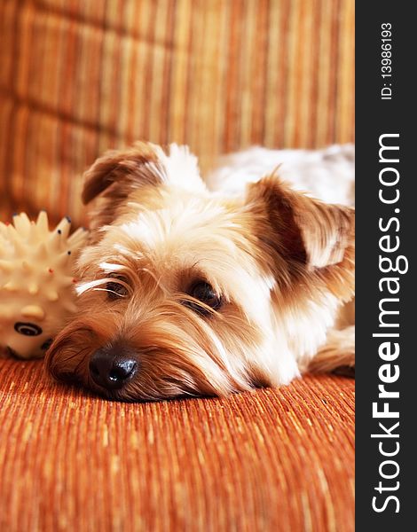 Yorkshire Terrier on a yellow background