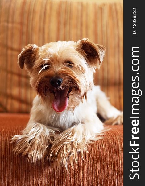 Yorkshire Terrier on a yellow background