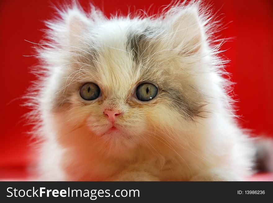 Close up of persian kitten with red background