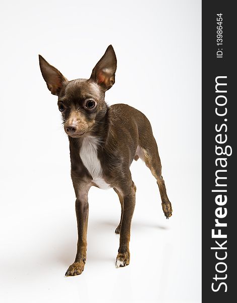 Funny Curious Toy Terrier Dog Looking Up