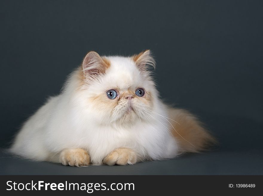 Persian cat breed lying on gray background.