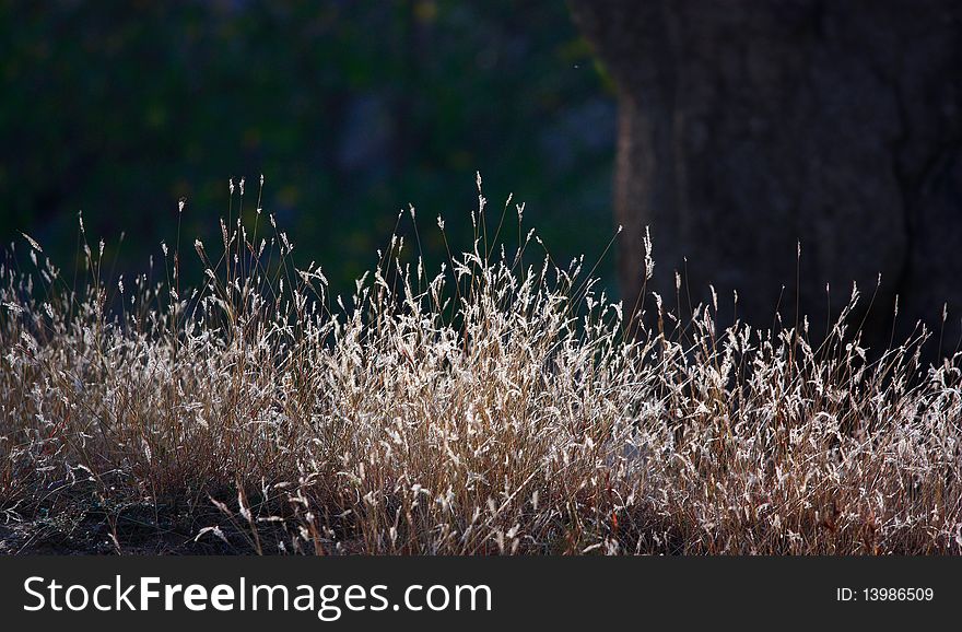 Shriveled grass in winter sun.