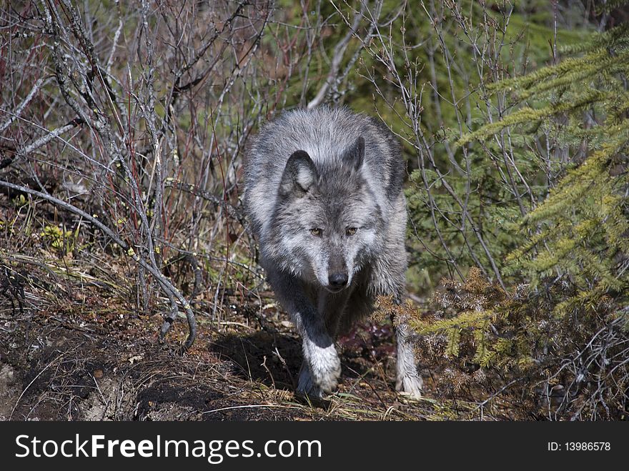 A female wolf emerging from the trees of the Canadian Rokies