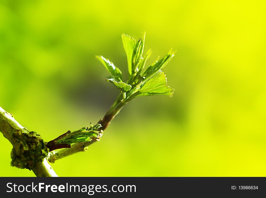 Growing leaves on the branch of a tree. Growing leaves on the branch of a tree