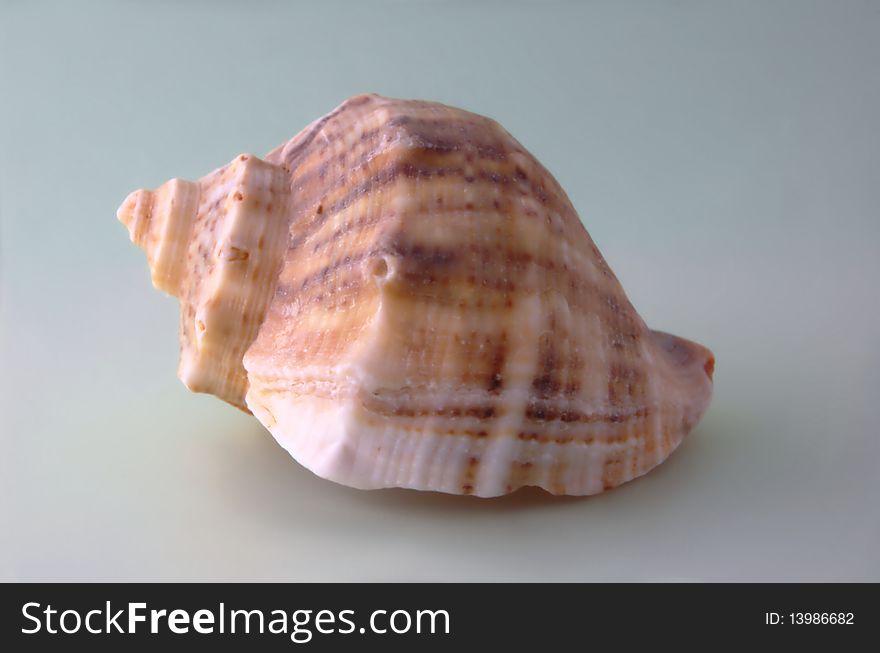 Sea shell on clear background. Sea shell on clear background.