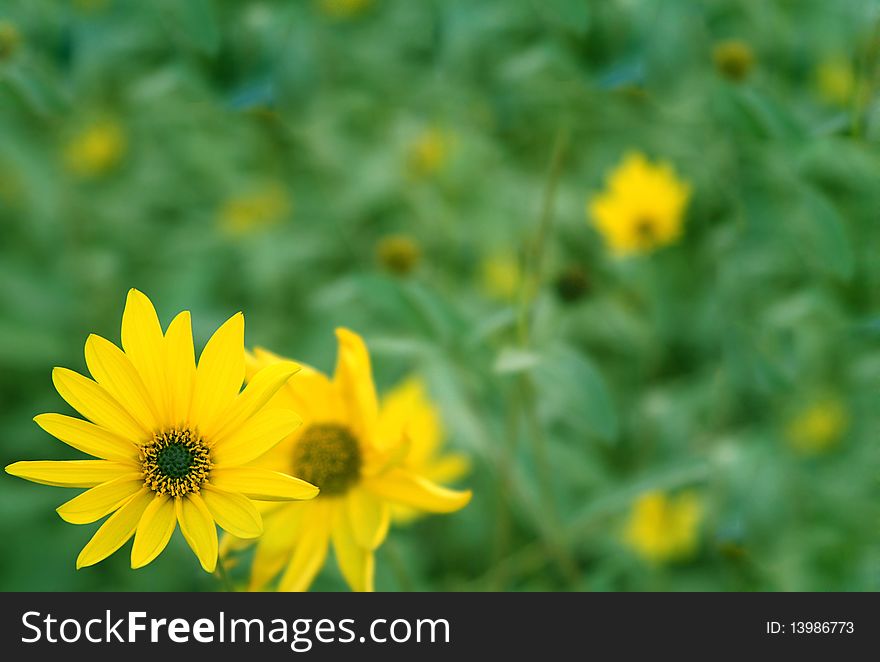 Background with colors of yellow color and green leaves. Background with colors of yellow color and green leaves.