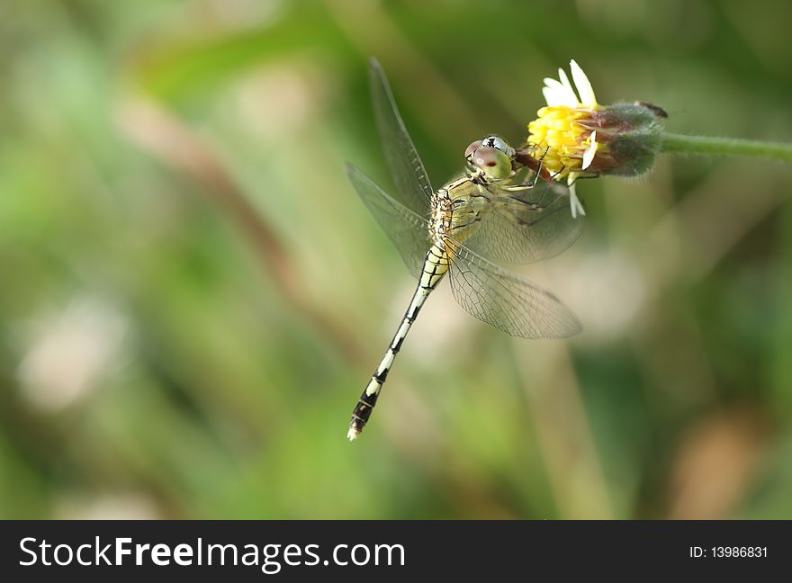 Dragonfly wallpaper and yellow flowers