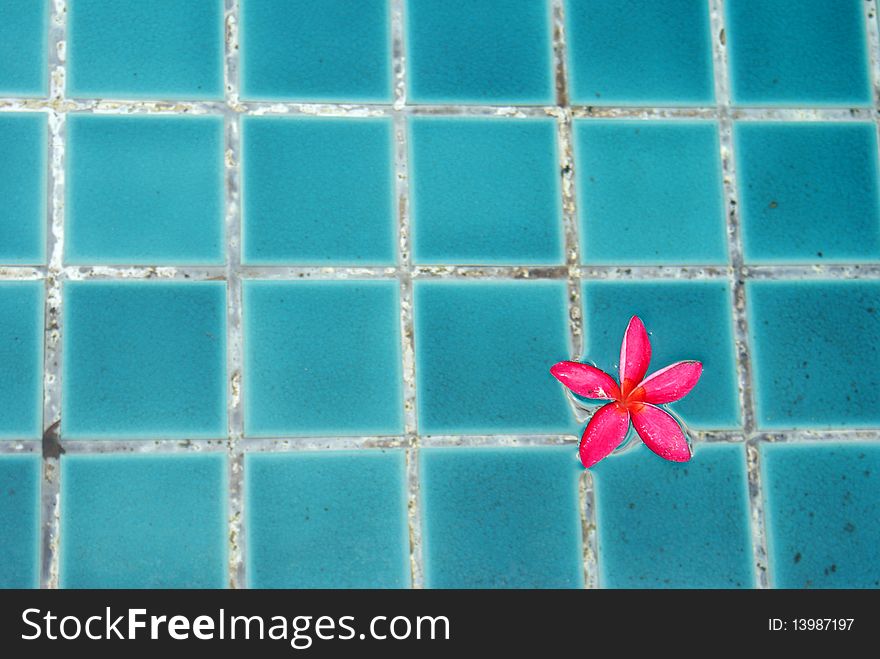 A little pink flower on the blue pool. A little pink flower on the blue pool