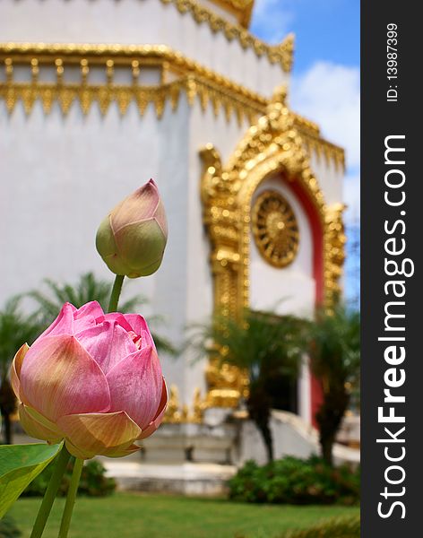 This is a Lotus in Phra Maha Chedi Chai Mongkol at thailand
