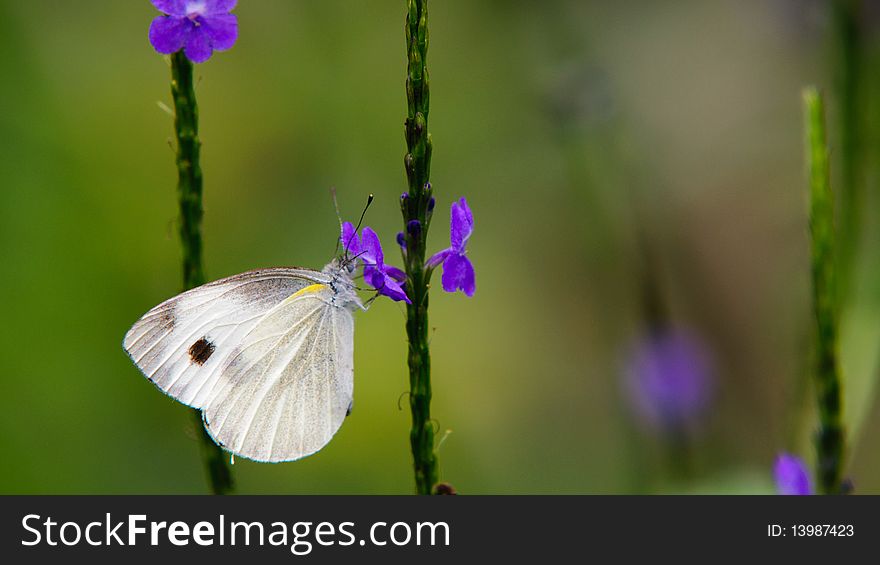 Pieris rapae and purple flower