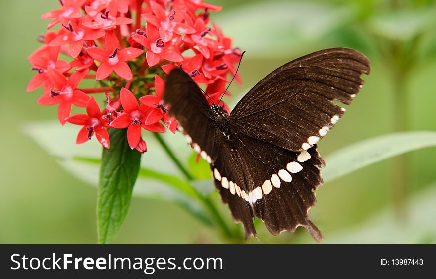 Flying butterfly and red flower