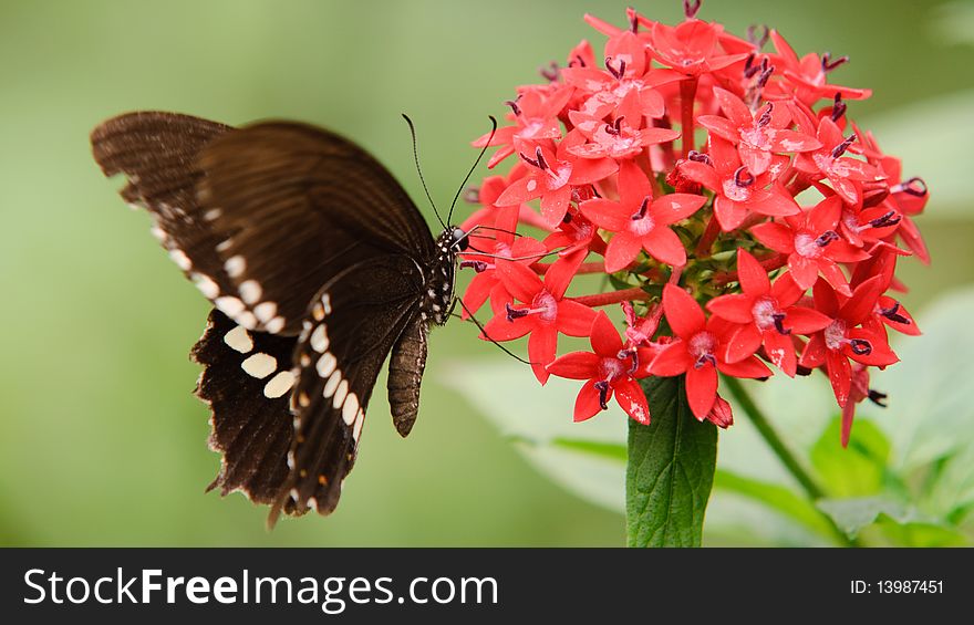 Flying butterfly and red flower