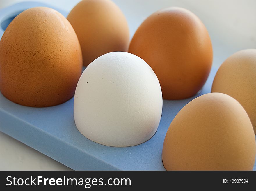 One white egg among brown eggs. One white egg among brown eggs