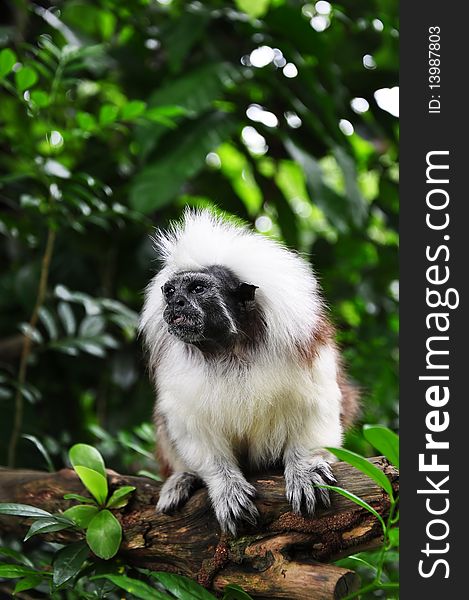Cotton Head Tamarin Monkey on Tree