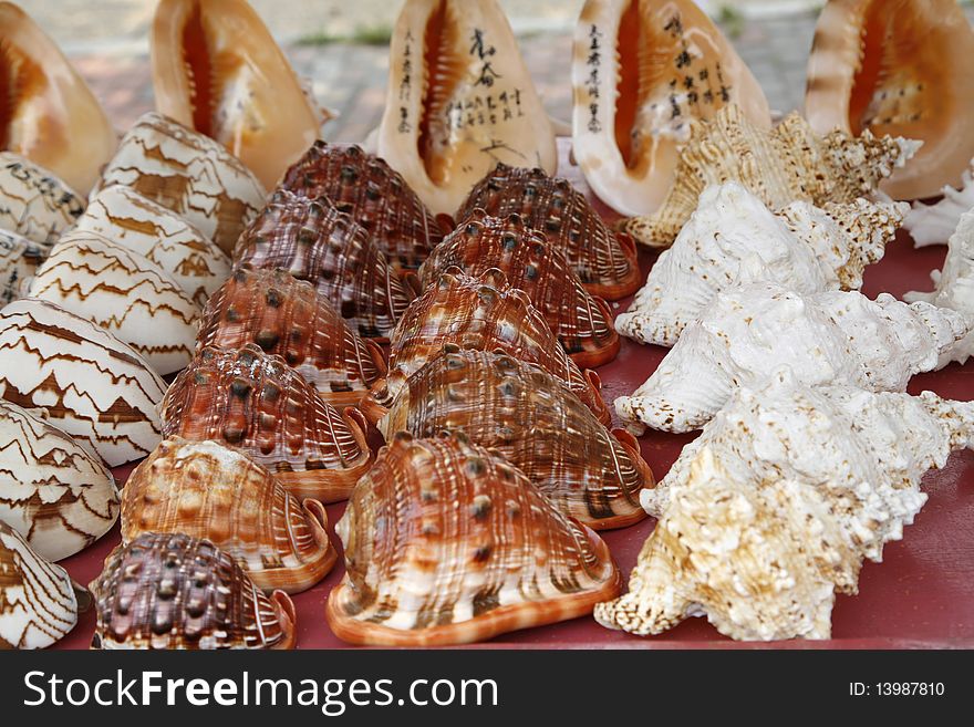 Many conchs on sale in a chinese store.