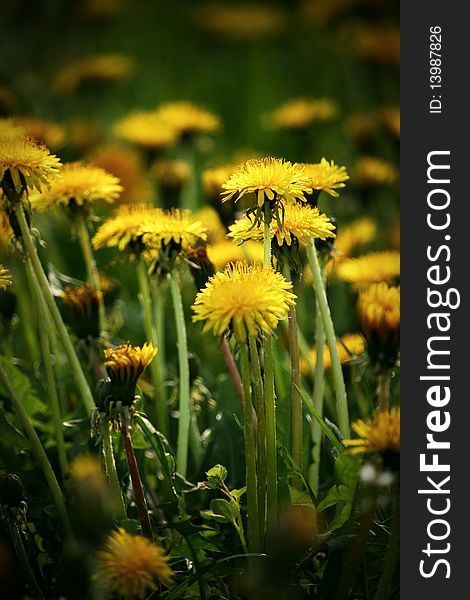 Photo of dandelions during a spring day in Cluj - Napoca , Romania