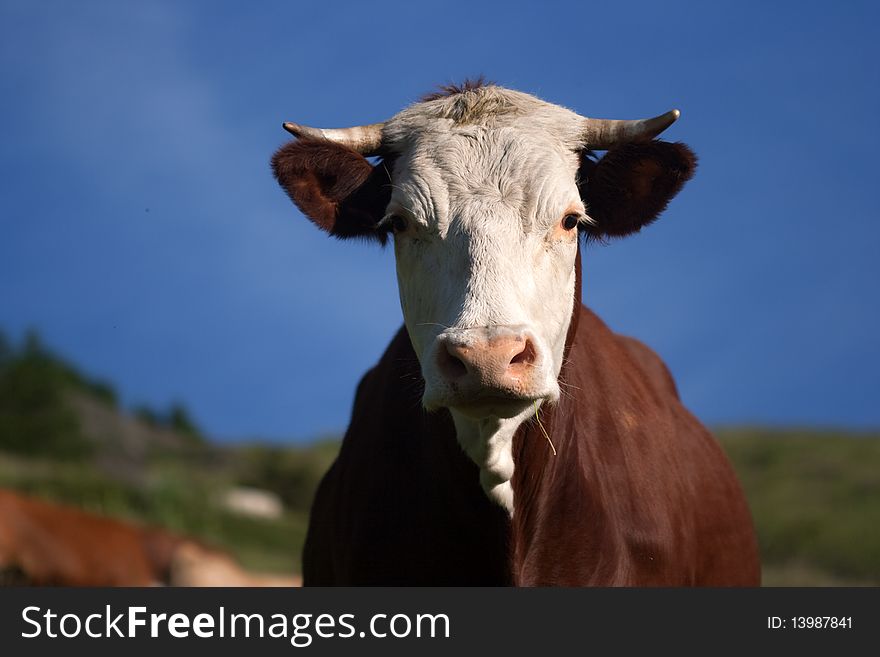 Cow in a prairie under clear blue sky