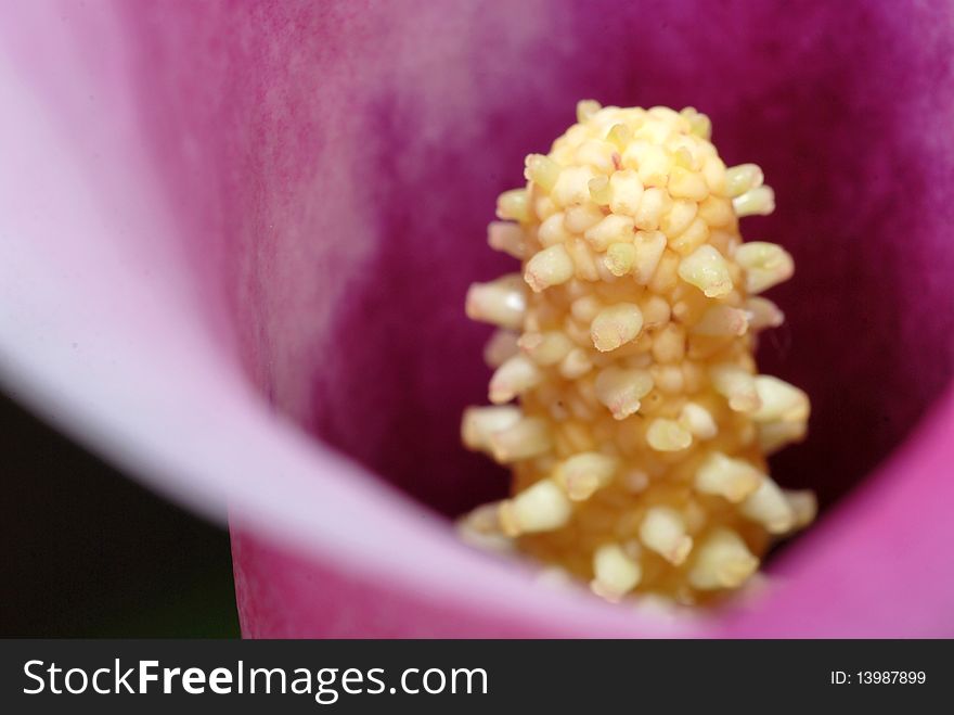 Closeup with calla lily flower inside