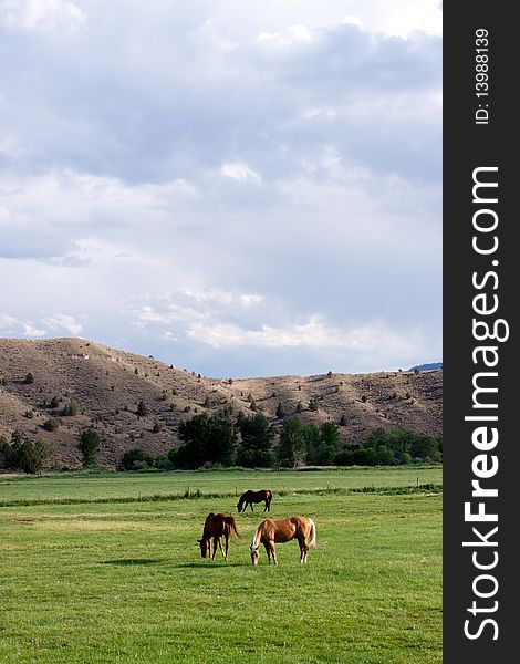 Horses grazing on an open field