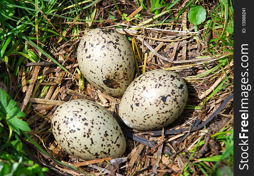 Oystercatchers Nest.