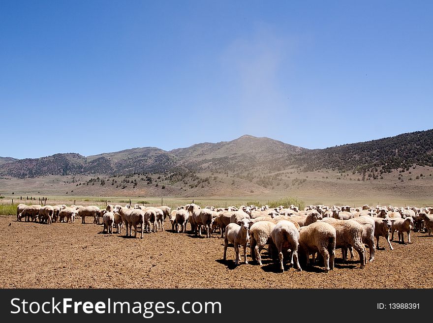 Herd of sheep gathered by the hills. Herd of sheep gathered by the hills