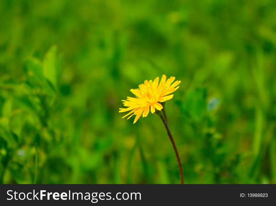 Yellow daisy in a field of Marche in Italy. Green background. Yellow daisy in a field of Marche in Italy. Green background