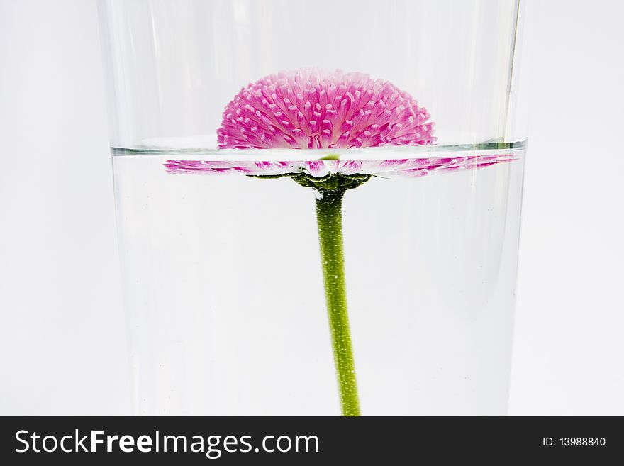 Pink flower floating in water on white