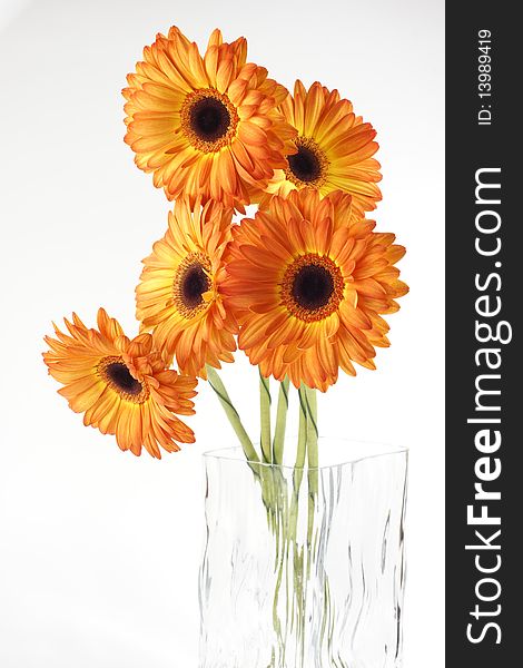 Five gerber stand in a glass square vase