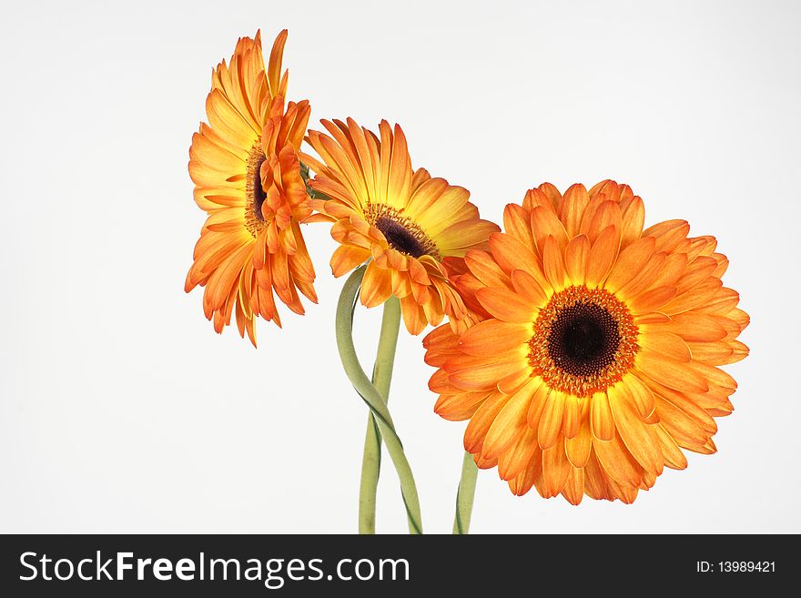 Three gerbera stand in a glass square vase